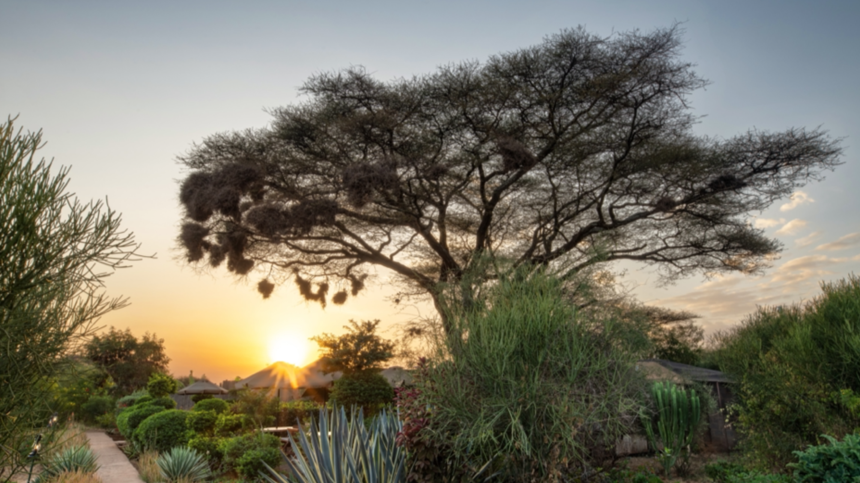 Tulia Amboseli Safari Camp thumbnail 10